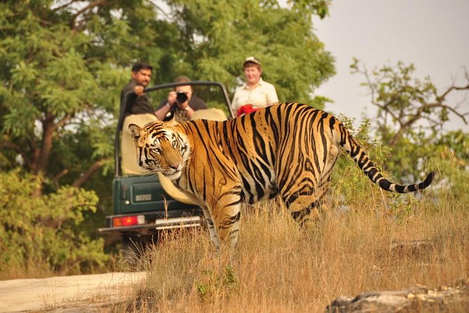Golden Triangle with Wildlife and Royal Castle Stay - Ranthambore morning safari: tiger country with an honest realism