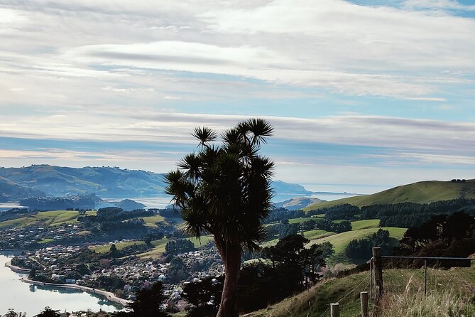 Heritage City and Larnach Castle Van tour with Historian Guide - Baldwin Street and the city’s steep street identity