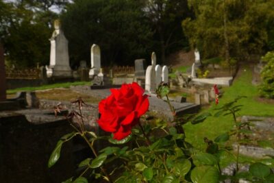 Heritage City and Larnach Castle Van tour with Historian Guide - Getting your bearings: University drive-by and Northern Cemetery graveside context