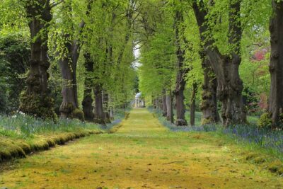 Hillsborough Castle Gardens only Ticket - The garden mix: formal beauty, woodland calm, and meadow air