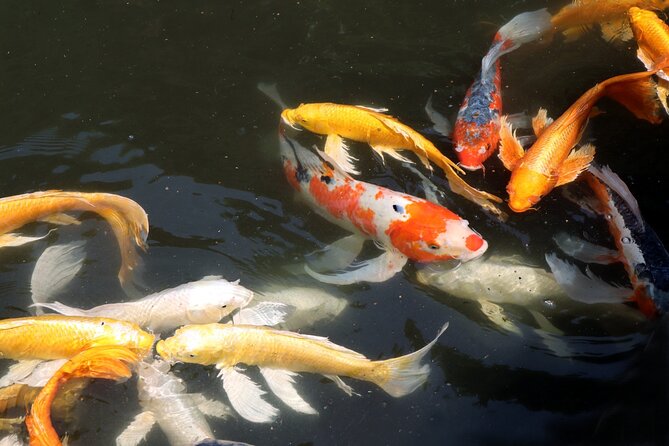Imperial Palace East Garden and Edo Castle Walking Tour in Tokyo - Guide quality is the whole game here