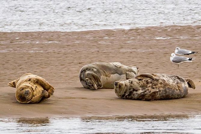Invergordon Cruise Excursion to Dunrobin Castle, Dornoch and more - Loch Fleet National Nature Reserve: When Seals Become a Bonus