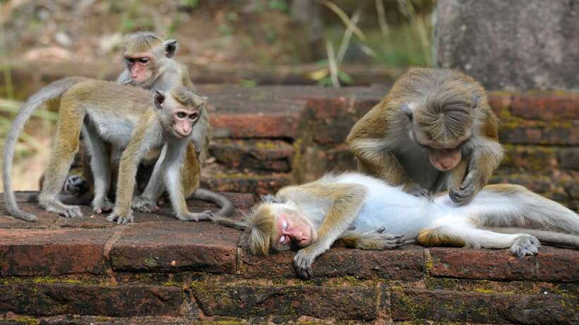 Kandy: Sigiriya Fortress & Cave Temple Full Day Private Tour - Price and Value: How the $75 Private Tour Adds Up