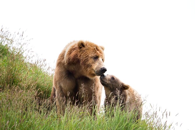 Libearty Bear Sanctuary and Dracula's Castle - Day Tour from Bucharest - The 8–10 hour reality: how the driving shapes your day
