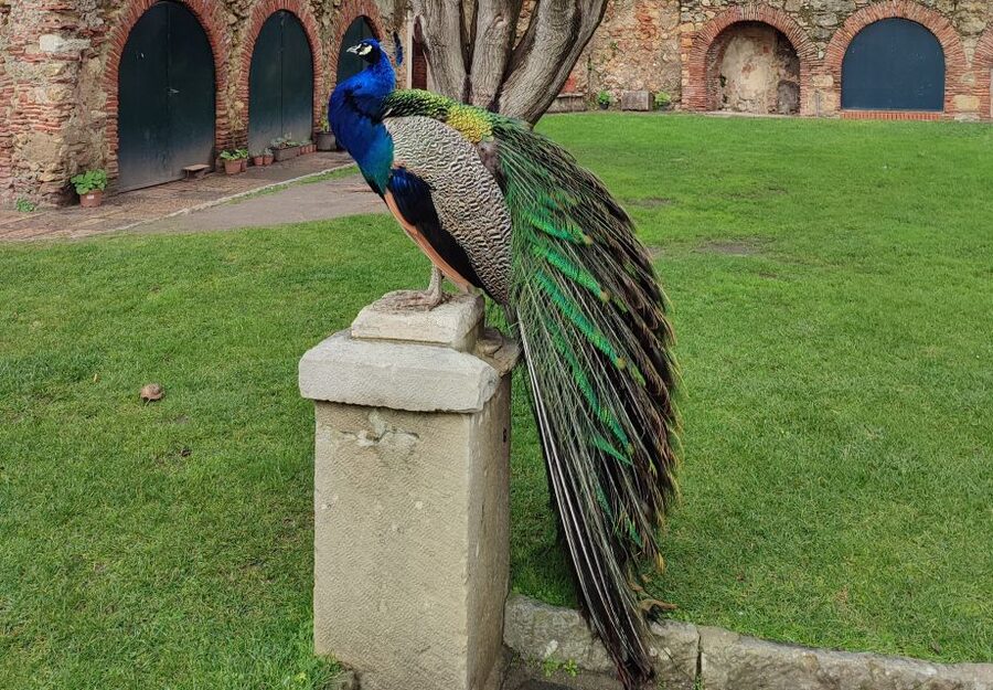 Lisbon: Saint George's Castle Entry Ticket and Guided Visit - The 1.5-Hour Guided Visit: What You’ll Actually Do Inside