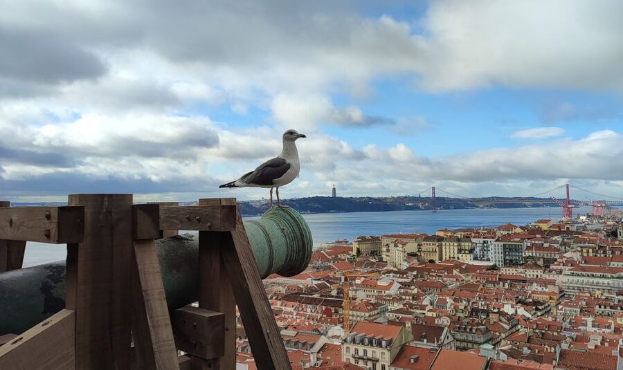 Lisbon: Saint George's Castle Entry Ticket and Guided Visit - Finding Your Tour Guide at São Jorge Castle (Blue Flag by the Bus Stop)