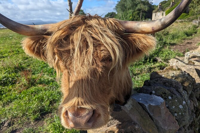 Loch Lomond, Highland Cows, Victorian Town, Castle Half-Day Tour - Luss in 30 minutes: most beautiful village plus a Viking marker