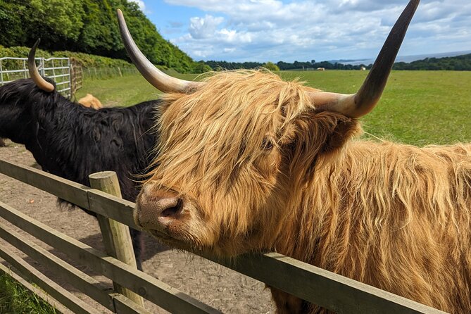Loch Lomond, Highland Cows, Victorian Town, Castle Half-Day Tour - Private guide and pickup: how your day stays flexible