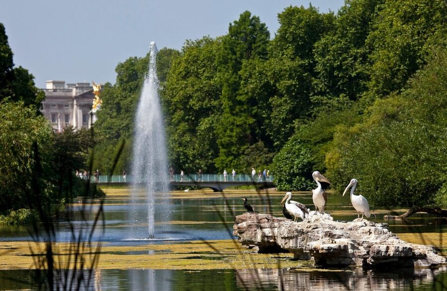 London: Buckingham Palace State Rooms & Royal Walking Tour - Walking pace, crowds, and weather: the real logistics of a 3-hour day