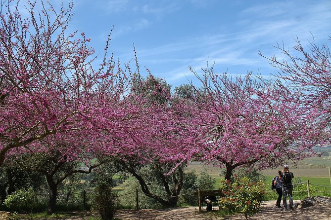Óbidos historic village and Mafra Palace Private Tour - Should You Book This Private Óbidos and Mafra Tour?