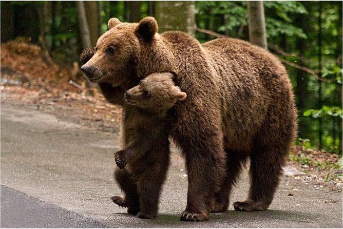 One day trip Bear Sanctuary, Dracula Castle, Rasnov Fortress from Brasov - Price and logistics: what you’re really paying for