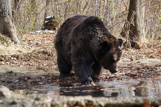 One day trip Bear Sanctuary, Dracula Castle, Rasnov Fortress from Brasov - What to pack and how to time your day like a pro
