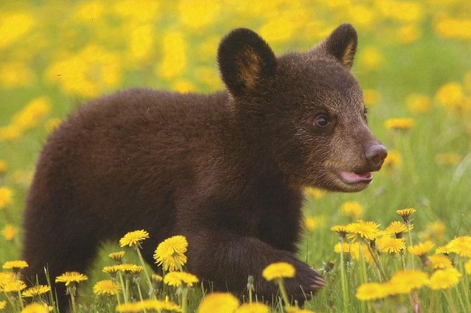 One day trip Bear Sanctuary, Dracula Castle, Rasnov Fortress from Brasov - Who should book this trip, and who might skip it