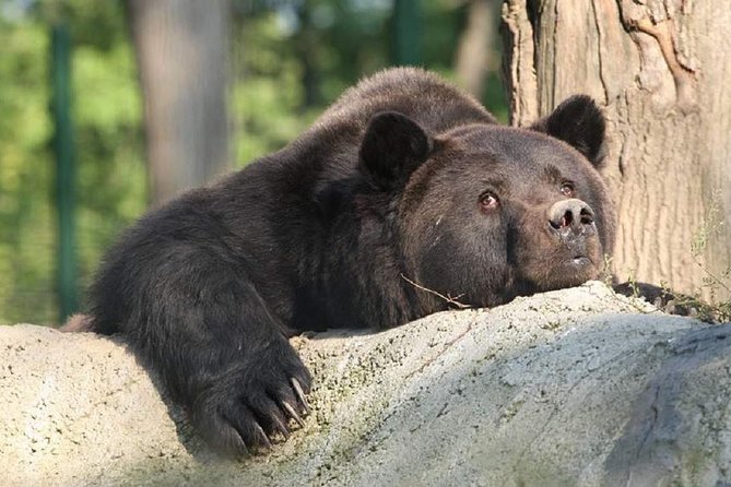 One day trip Bear Sanctuary, Dracula Castle, Rasnov Fortress from Brasov - Is this a good booking for you?
