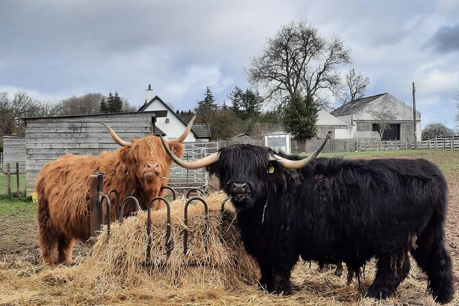 Scottish Whisky Distillery & Fairytale Dunrobin Castle - Struie Hill Millionaires View: a 10-minute photo lesson