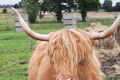 Scottish Whisky Distillery & Fairytale Dunrobin Castle - Balblair Distillery: your included whisky education