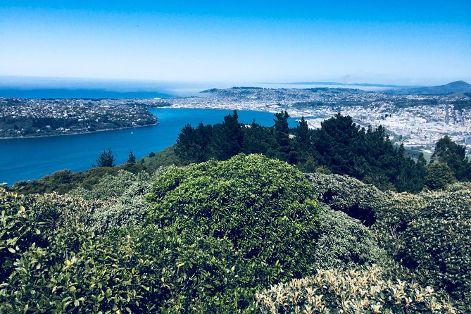 Shore Excursion: Dunedin City, Otago Peninsula, Castle Gardens & Olveston Tour - Otago Peninsula drive: scenic time with real payoff