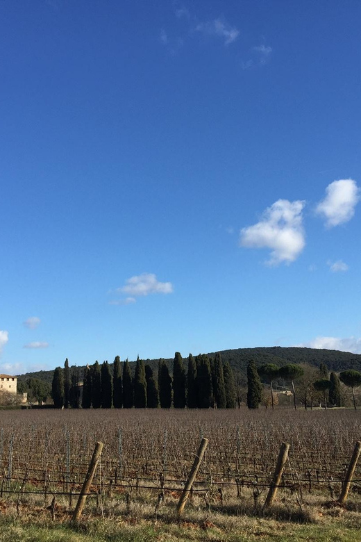 Siena: Tour and Wine Tasting in a Tuscan Private Castle - Getting to Castello Poggiarello: the cypress-road approach near Siena
