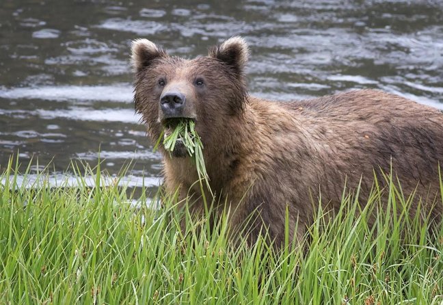 Simply Amazing Sitka Tour: Fortress of the Bear, Alaska Raptor, & Totems - Key things to know before you go