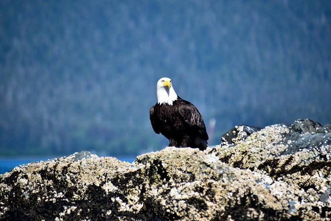 Simply Amazing Sitka Tour: Fortress of the Bear, Alaska Raptor, & Totems - A small-group Sitka sweep: bears, raptors, and totem stories