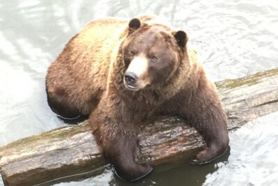Simply Amazing Sitka Tour: Fortress of the Bear, Alaska Raptor, & Totems - Starting at Harrigan Centennial Hall and the drive toward wildlife