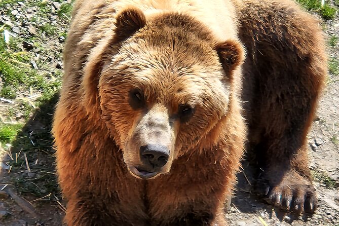 Simply Amazing Sitka Tour: Fortress of the Bear, Alaska Raptor, & Totems - Totem poles and Sitka National Historic Park: stories on a coastal trail