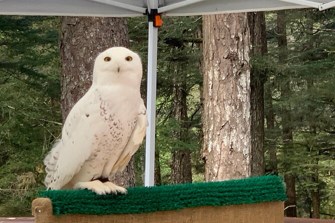Simply Amazing Sitka Tour: Fortress of the Bear, Alaska Raptor, & Totems - A brief downtown pub stop that keeps things easy