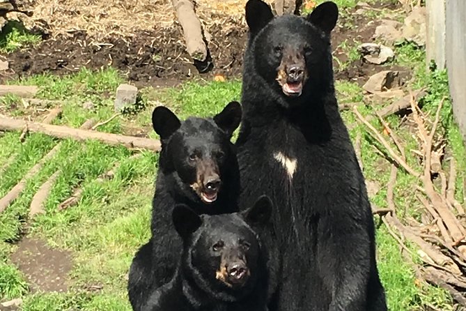 Simply Amazing Sitka Tour: Fortress of the Bear, Alaska Raptor, & Totems - Price and what $124 buys you in Sitka