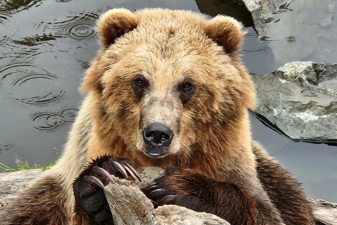 Simply Amazing Sitka Tour: Fortress of the Bear, Alaska Raptor, & Totems - Guide style matters: small-group van energy with real local context