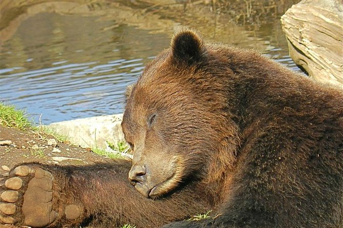 Sitka Sightseeing Tour including Fortress of the Bear and Totem Poles - A tight 2 hours that covers Sitka’s three big themes
