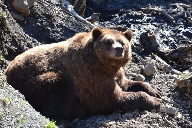 Sitka Sightseeing Tour including Fortress of the Bear and Totem Poles - The Indian River walk and the salmon-season lesson