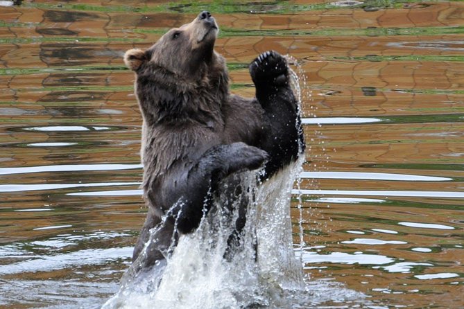 Sitka Sightseeing Tour including Fortress of the Bear and Totem Poles - Value math: is $100 per person worth it?