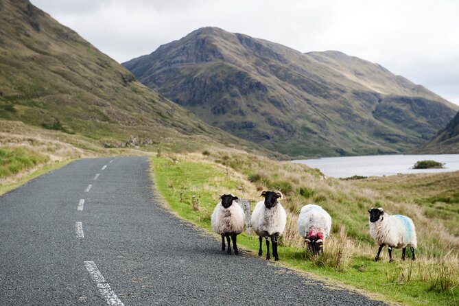 Small Group Kylemore Abbey, Sheepdog Demo & Connemara Tour - Leenane and Killary Fjord: lunch with a real sense of place