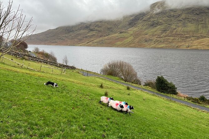 Small Group Kylemore Abbey, Sheepdog Demo & Connemara Tour - Joyce Country Sheepdogs: why this stop steals the day
