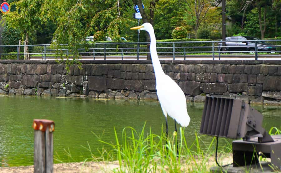Tokyo: Imperial Palace, the history of Japan (ENGLISH GUIDE) - Language and guide style: getting the most from your group