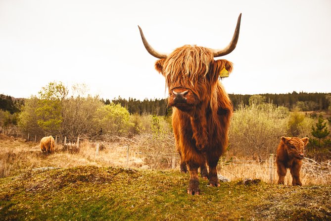 Torridon, Applecross and Eilean Donan Castle Small-Group Day Tour from Inverness - Eilean Donan Castle: tidal-island drama and when you can go inside