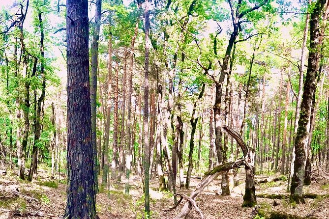 Tour with the Mountain Train, Trek to Mystic Forest and Castle - Key things you’ll notice on this tour