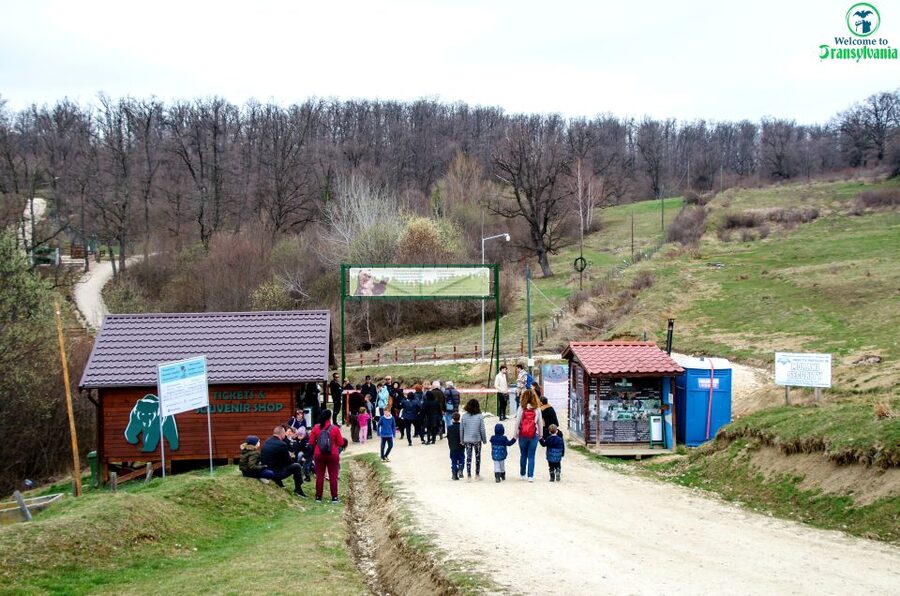 Visit Bear Sanctuary and Bran Castle from Brasov - A Bear Sanctuary and Bran Castle in One Tight 5-Hour Day