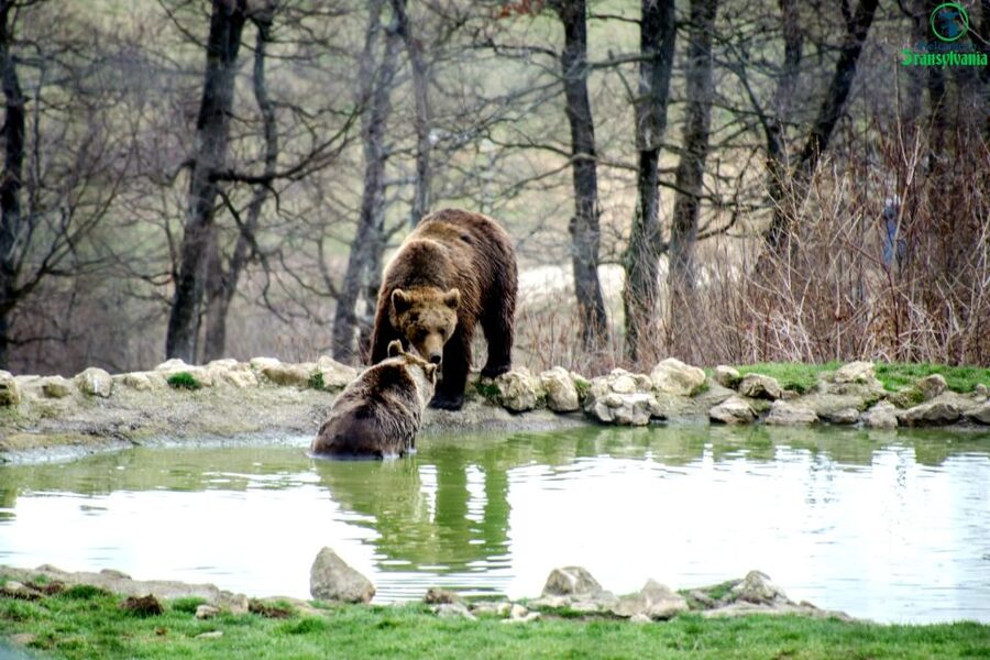 Visit Bear Sanctuary and Bran Castle from Brasov - Bran Castle with a Guide: Dracula Lore You Can Actually See