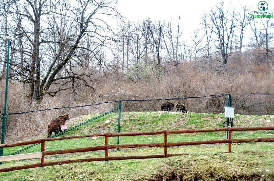 Visit Bear Sanctuary and Bran Castle from Brasov - Price and Value: Is $83 Worth It?