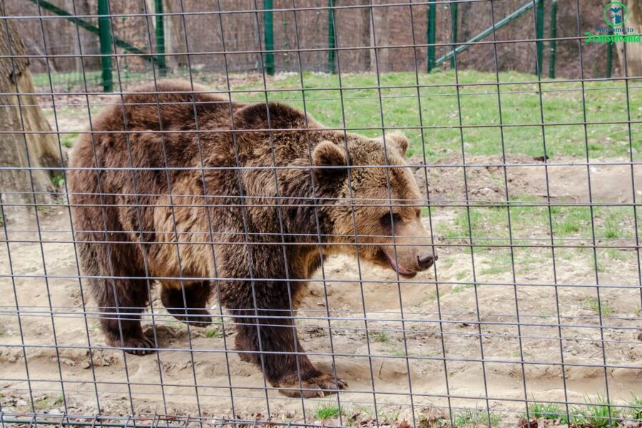 Visit Bear Sanctuary and Bran Castle from Brasov - Should You Book This Bran + LiBEARty Day Trip?
